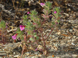 Image of compact monkeyflower