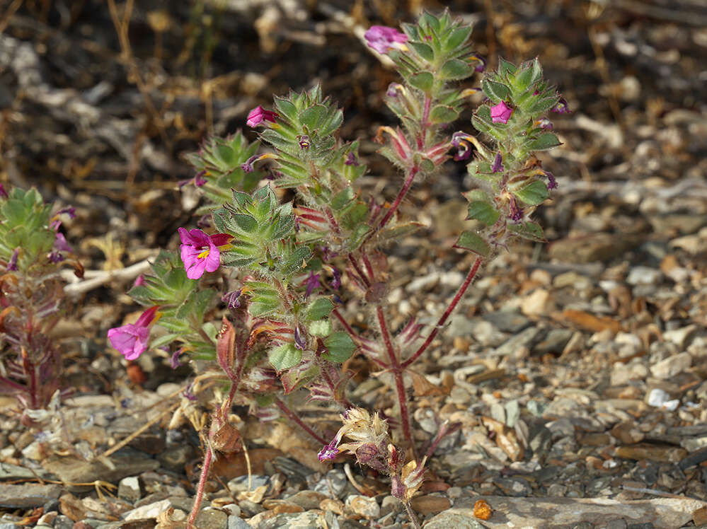 Image of compact monkeyflower