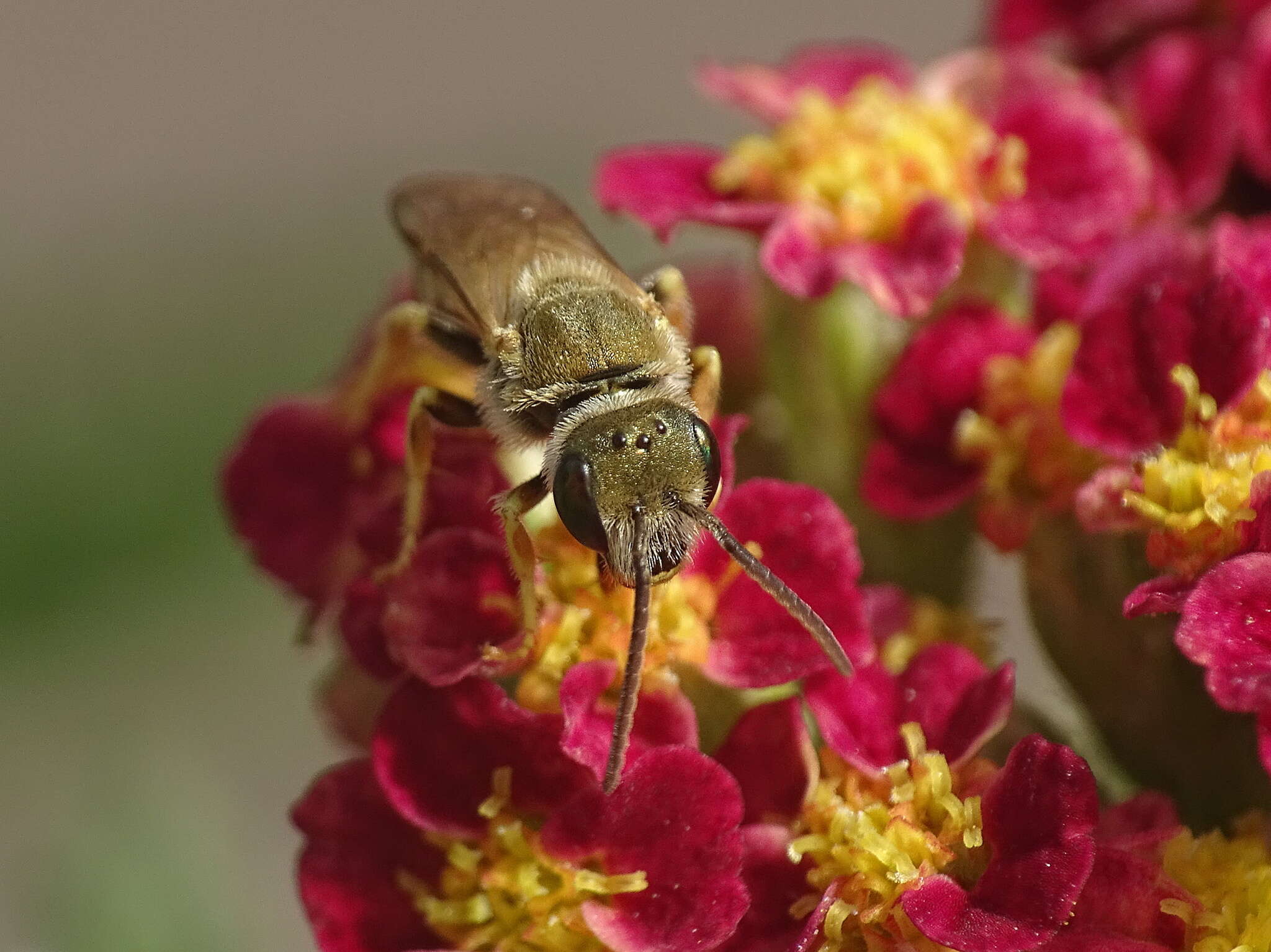 Image of Golden Furrow Bee
