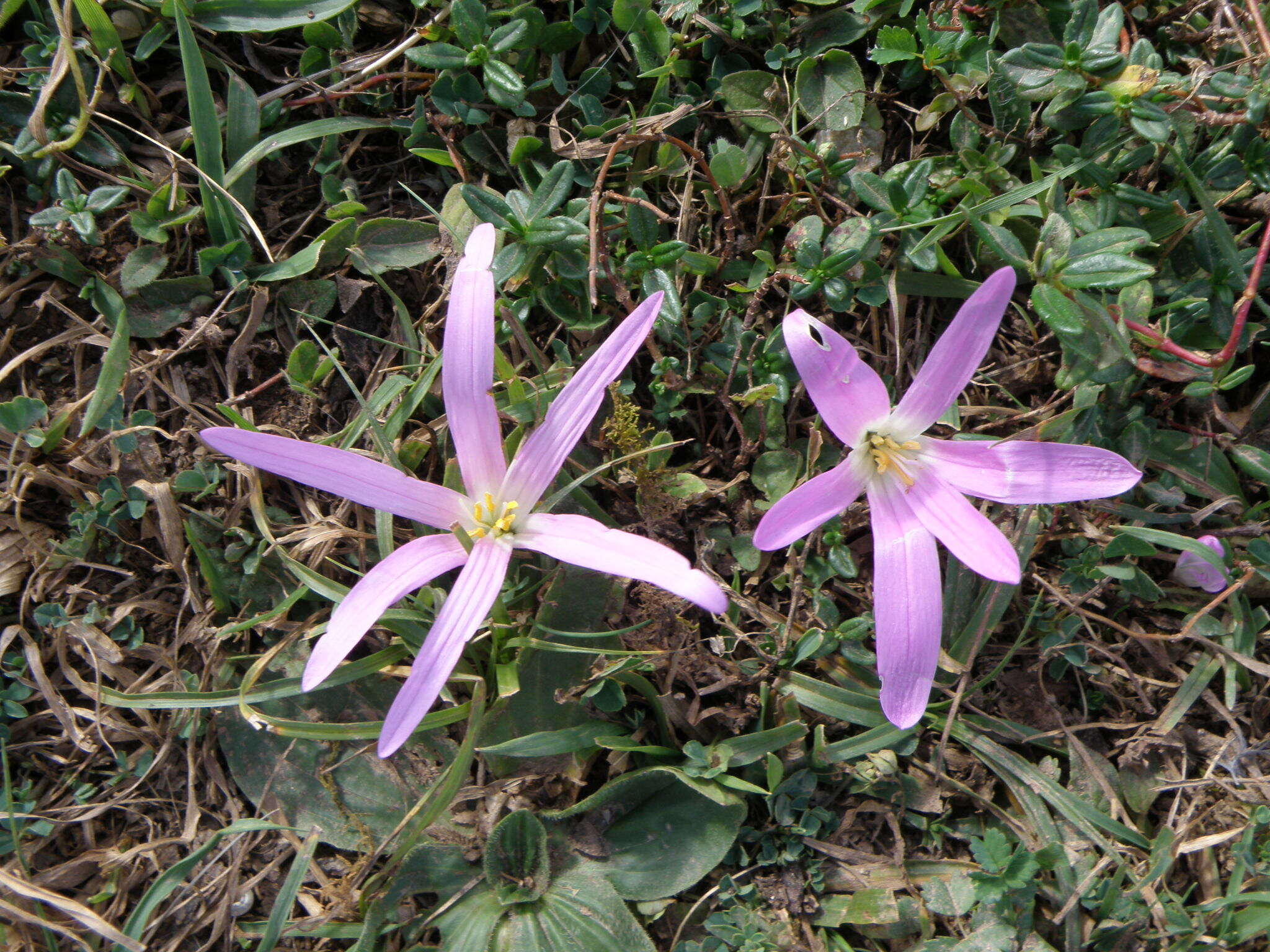 Image de Colchicum montanum L.