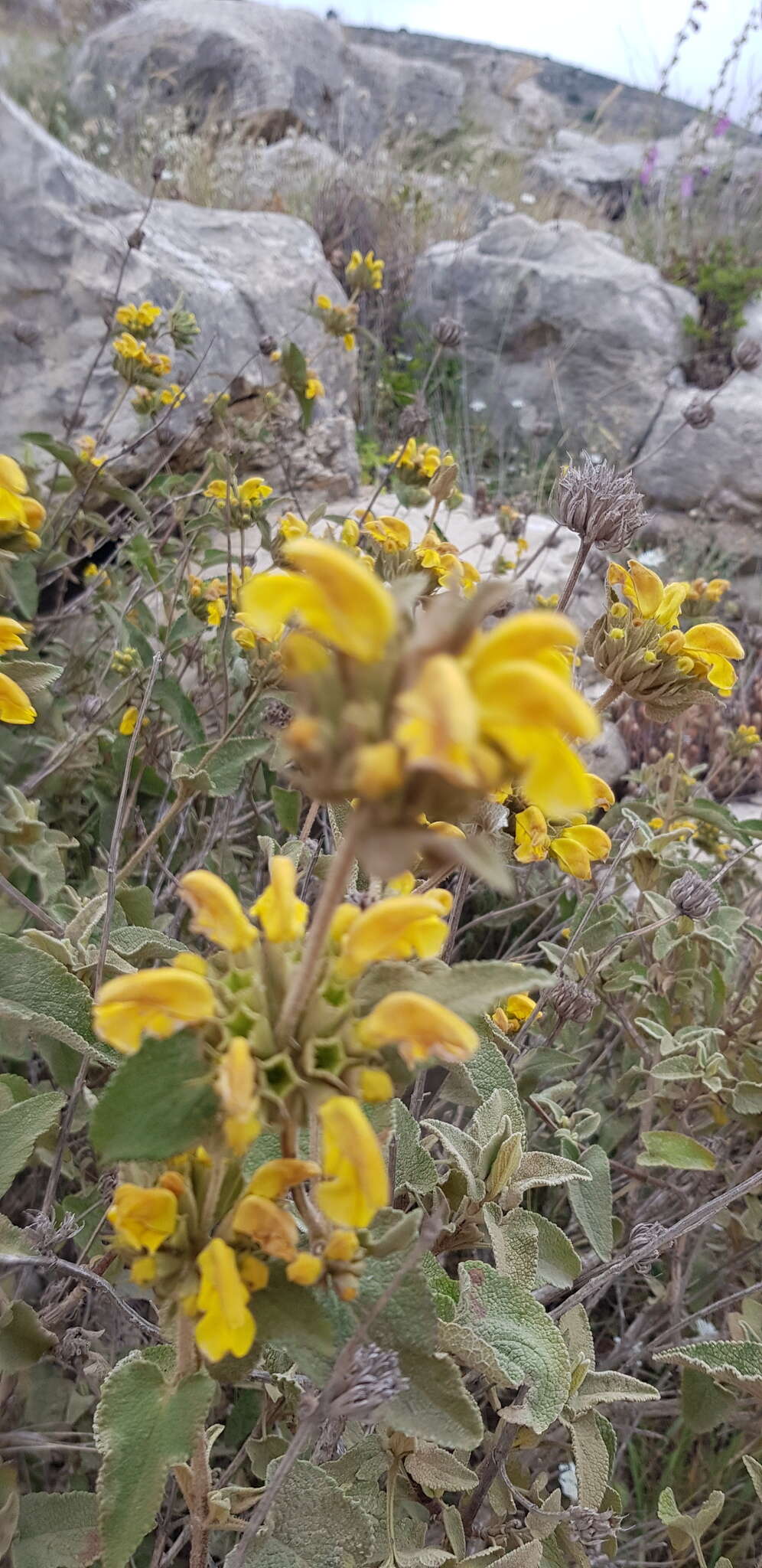 Image of Phlomis viscosa Poir.