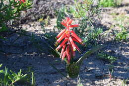 Image of Red Viooltjie