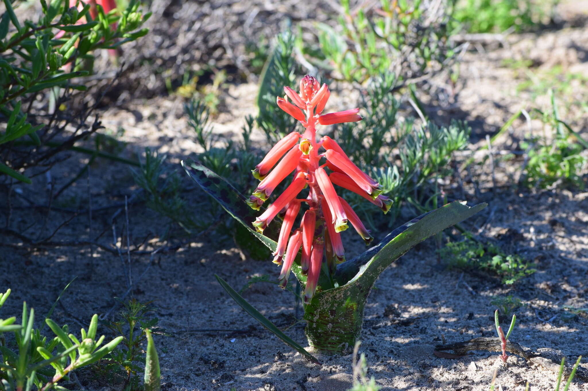 Image of Red Viooltjie