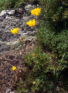 Image of Ranunculus paludosus Poir.
