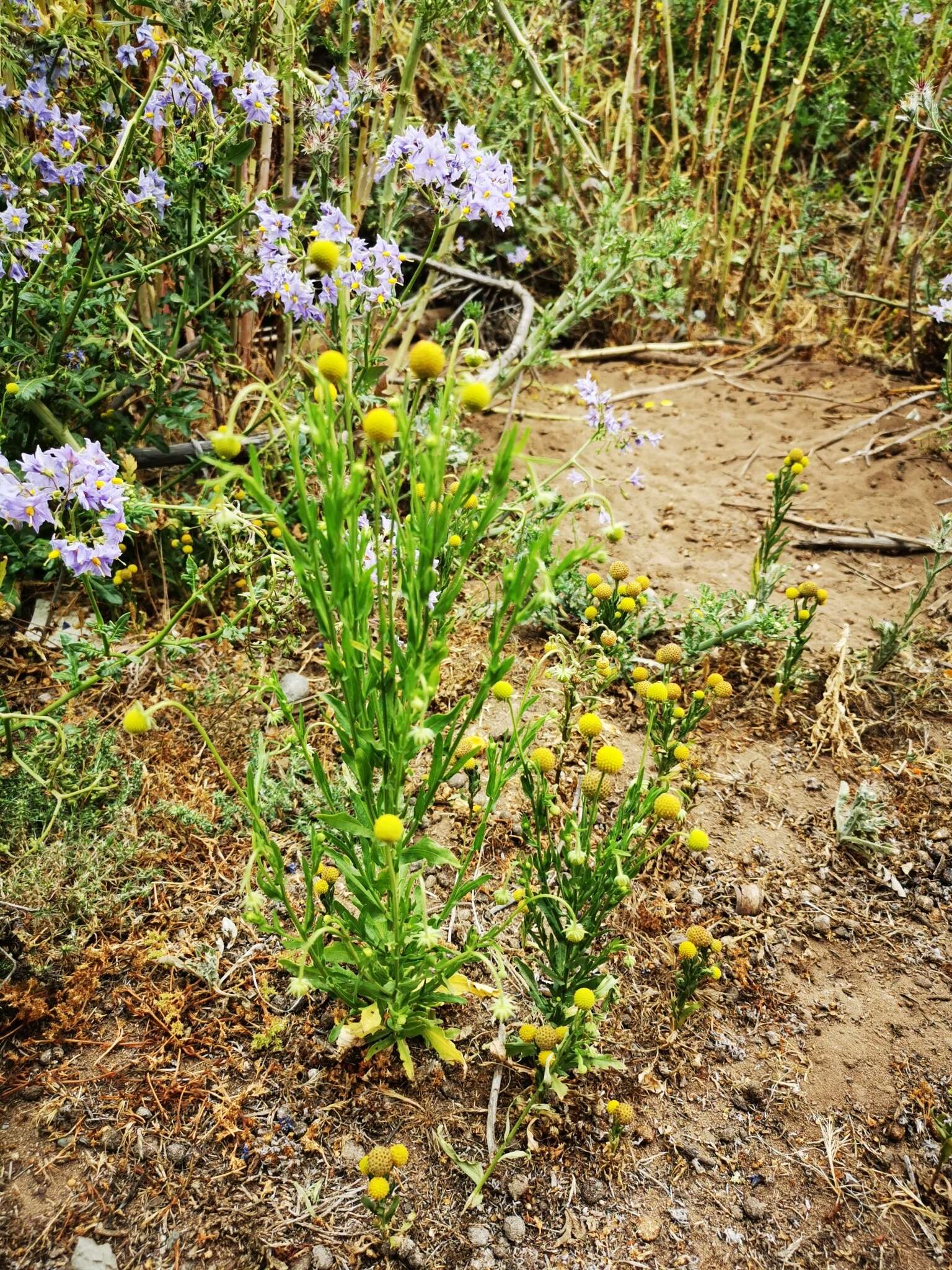 Image of Helenium aromaticum (Hook.) L. H. Bailey