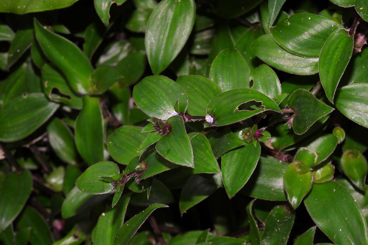 Image de Belosynapsis ciliata (Blume) R. S. Rao