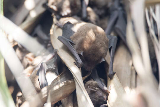 Image of Asiatic Lesser Yellow House Bat