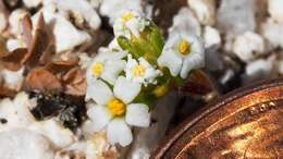 Image of San Bernardino Mountain gilia