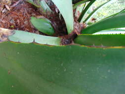 Image of Agave inaequidens subsp. inaequidens