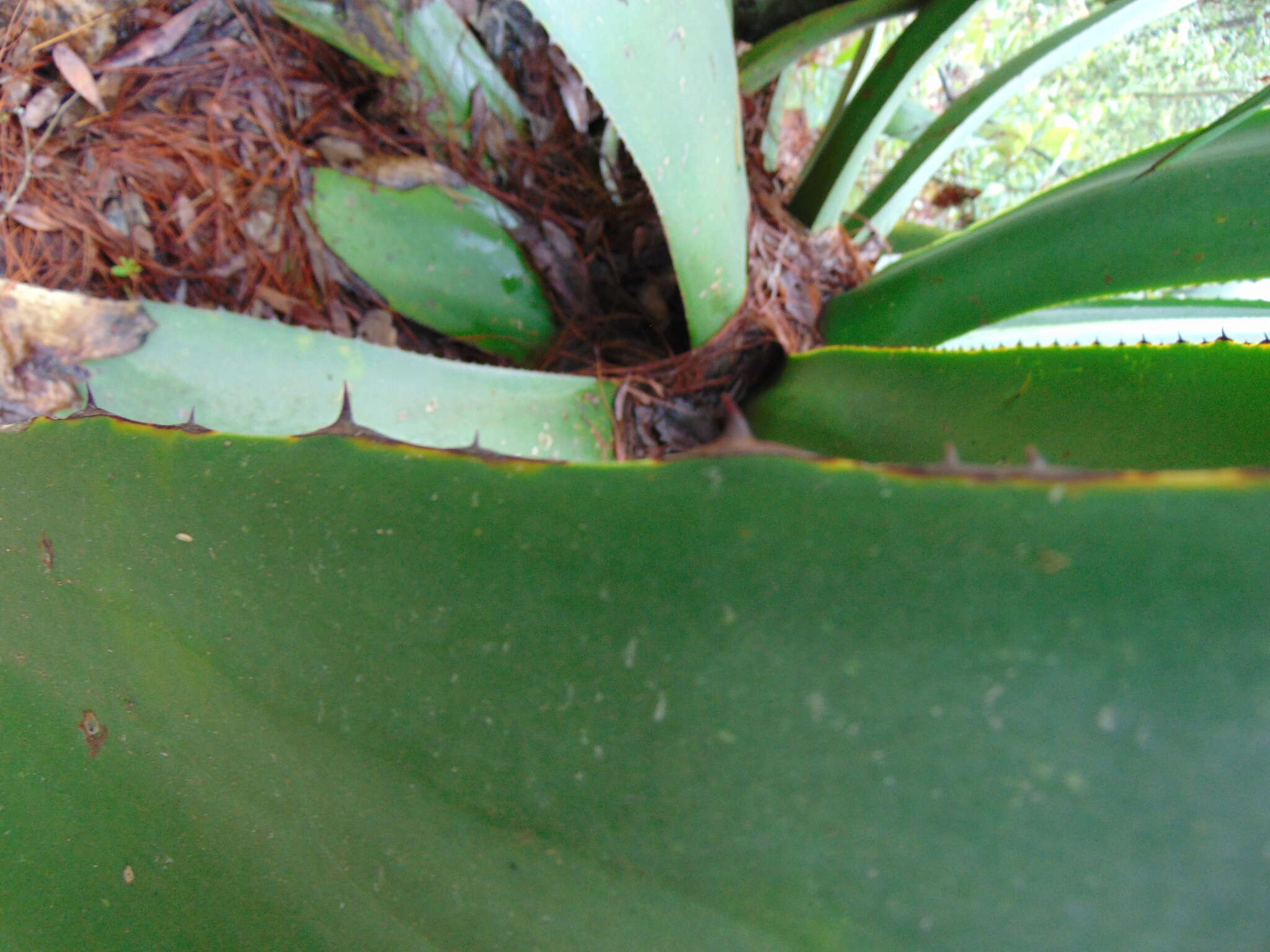 Image of Agave inaequidens subsp. inaequidens