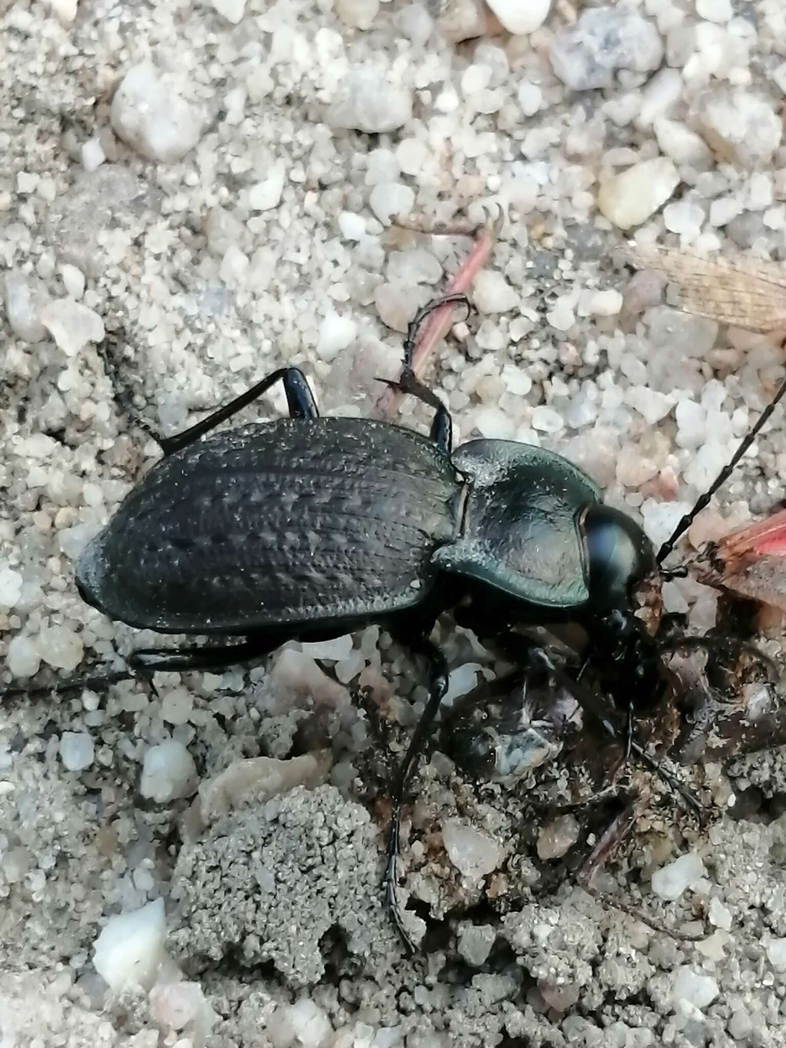 Слика од Carabus (Mesocarabus) lusitanicus Fabricius 1801