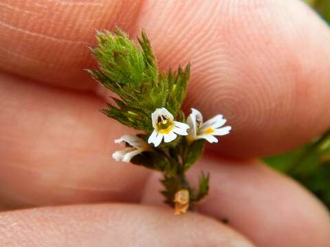 Image of Hudson Bay eyebright