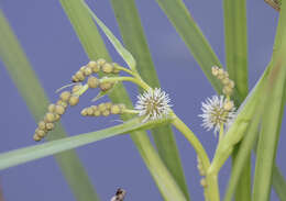 Image of Branched Bur-reed