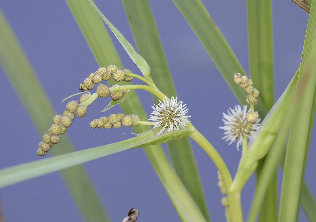 Image of Branched Bur-reed