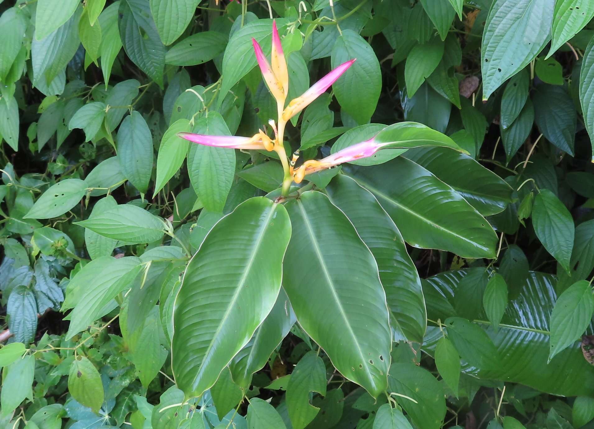 Image of Heliconia schumanniana Loes.