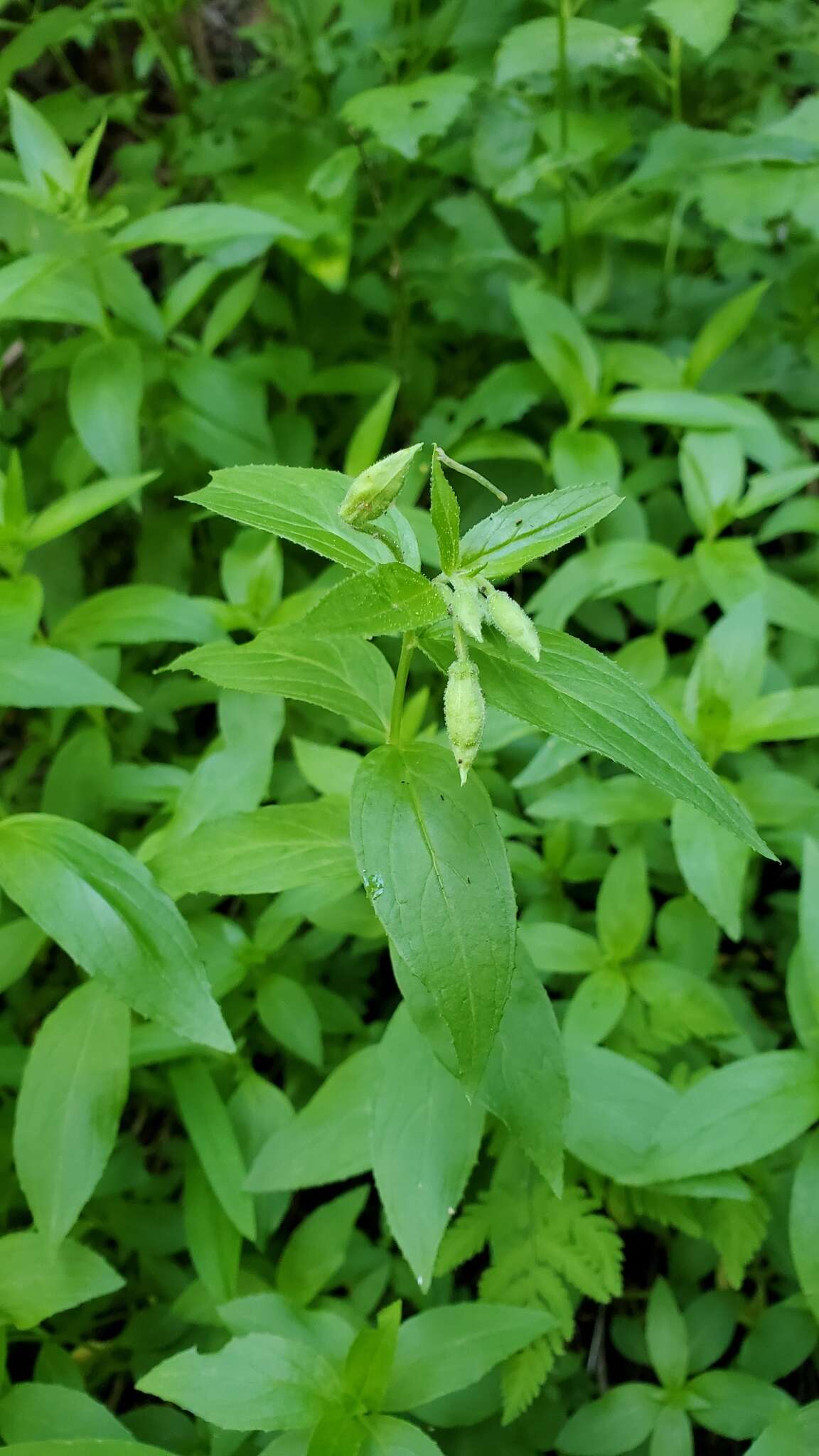 Epilobium luteum Pursh resmi