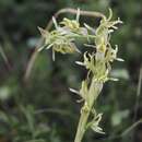 Image of Tarengo leek orchid