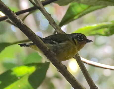 Image of Black-eared Shrike-Babbler