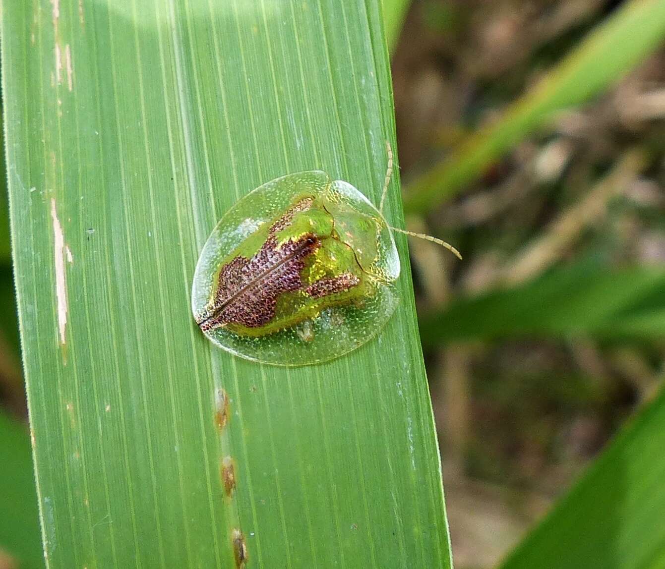 صورة Coptocycla (Psalidonota) contemta (Boheman 1855)