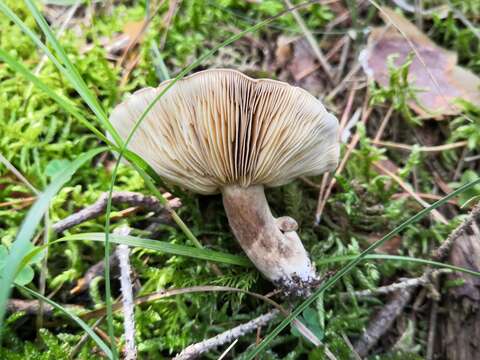 Image of Lactarius picinus Fr. 1838