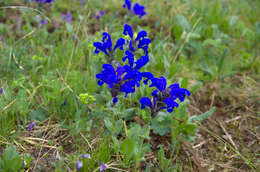 Dracocephalum grandiflorum L. resmi