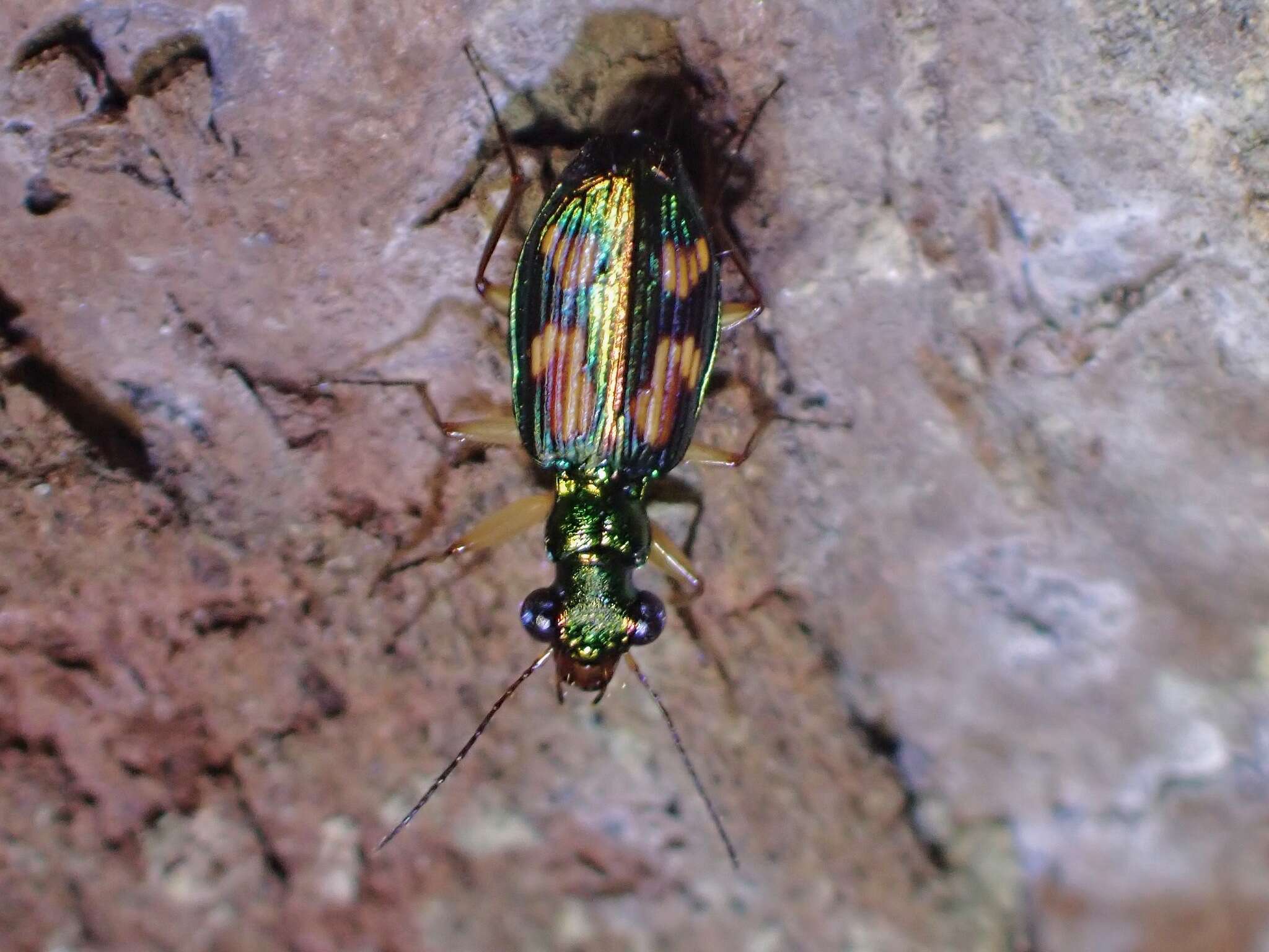 Image de Pericalus (Coeloprosopus) depressus Andrewes 1926