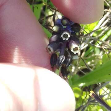 Image of Muscari pulchellum Heldr. & Sart.