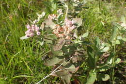 Image of Rosy Camphorweed