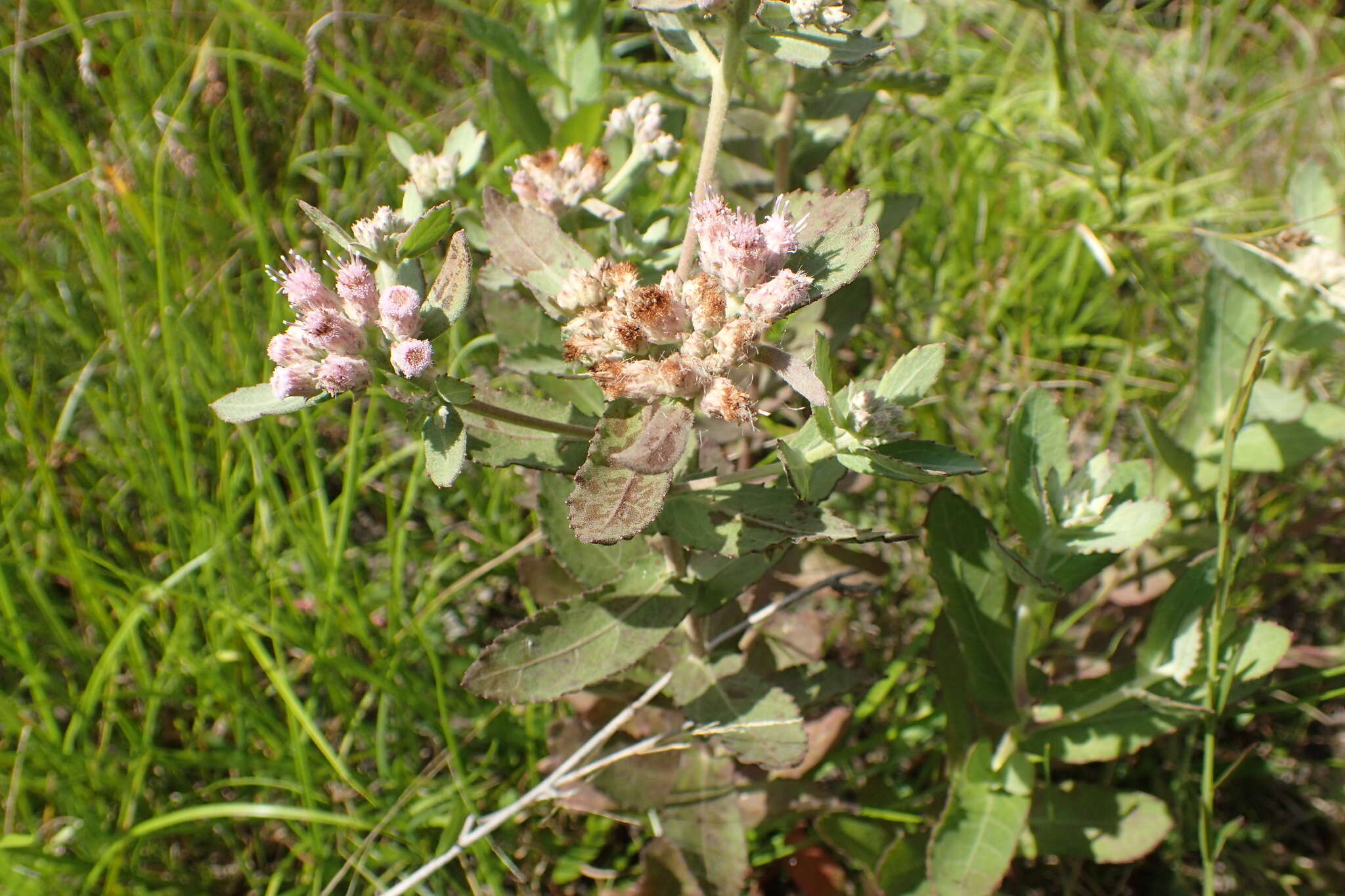 Image de Pluchea baccharis (Mill.) Pruski