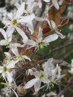 Image de Amelanchier lamarckii F. G. Schroed.