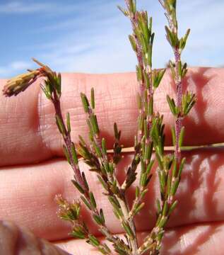 Image of Erica selaginifolia Salisb.