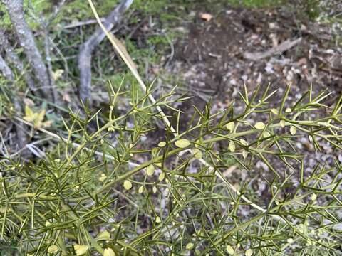 صورة Colletia hystrix Clos