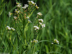 Image of Siberian horseradish