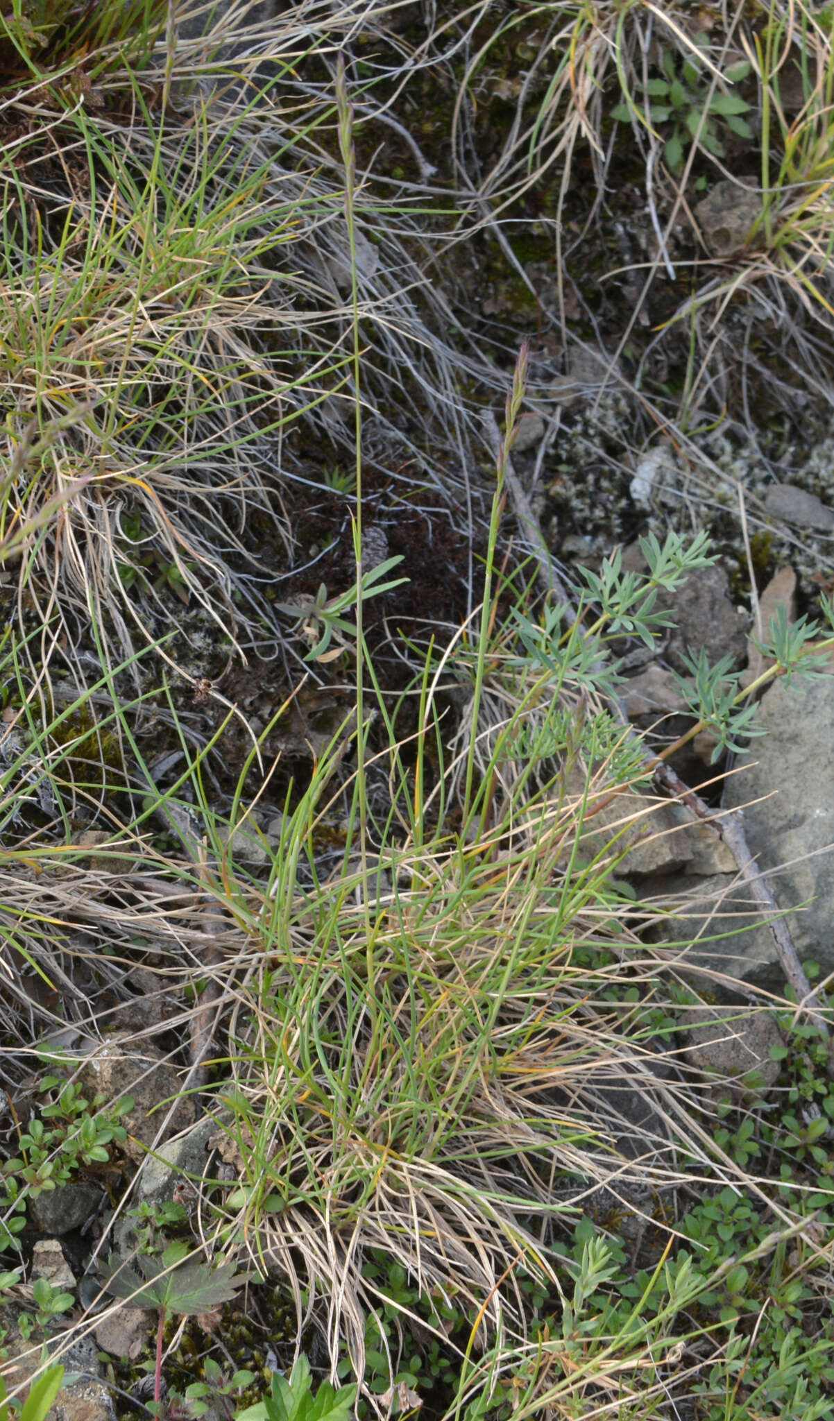 Plancia ëd Festuca auriculata Drobow