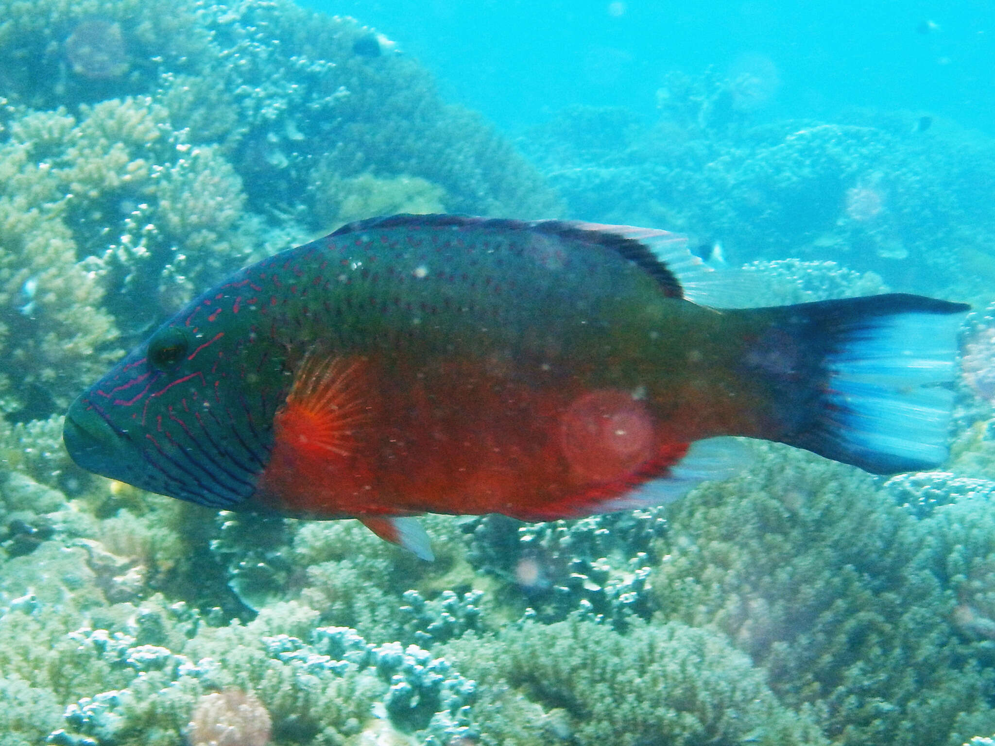 Слика од Oxycheilinus digramma (Lacepède 1801)