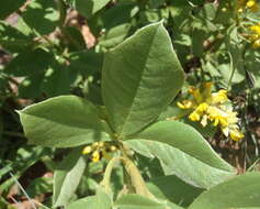 Image of Pearsonia cajanifolia subsp. cajanifolia