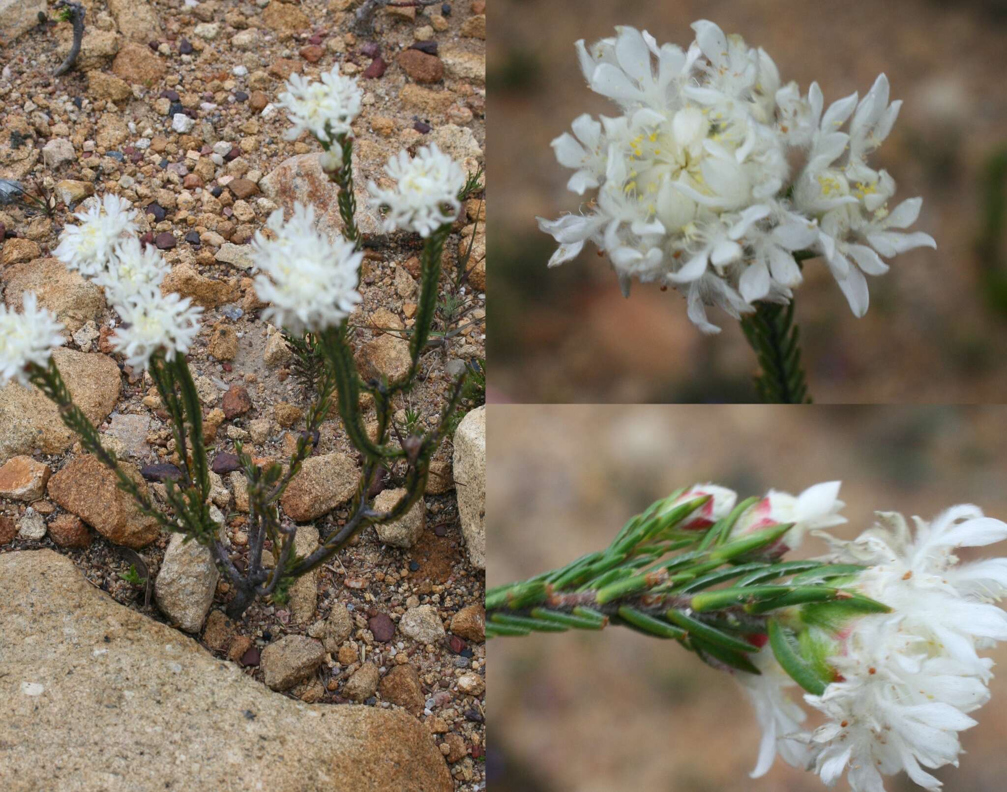 Image of Lachnaea eriocephala L.