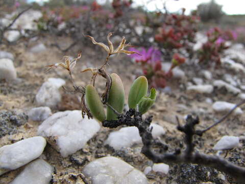 Image of Tylecodon nigricaulis G. Williamson & E. van Jaarsveld