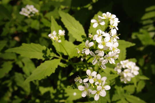 Image of Cardamine leucantha (Tausch) O. E. Schulz