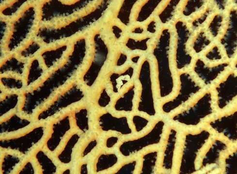 Image of Denise's Pygmy Seahorse