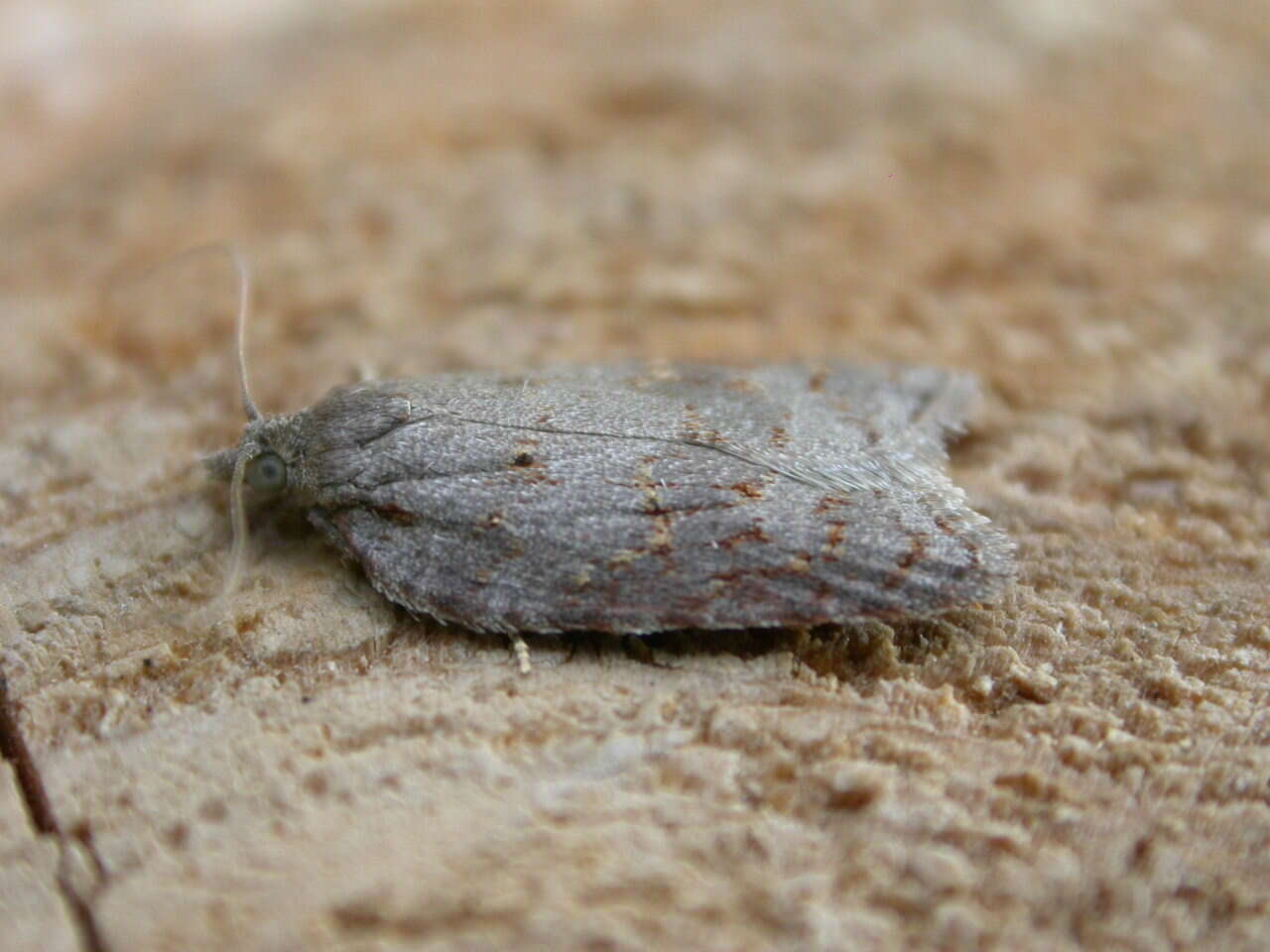 صورة Acleris sparsana Denis & Schiffermüller 1776