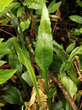 Image of Leptochilus wrightii (Hook.) X. C. Zhang