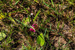 Image of Indigofera rubroglandulosa Germish.