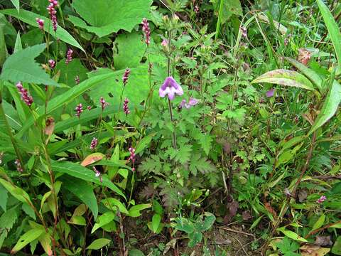 Imagem de Phtheirospermum japonicum (Thunb.) Kanitz