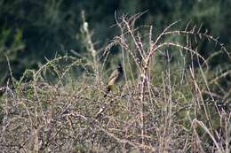 Image of White-eyed Bulbul