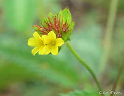 Image of Waltheria operculata Rose