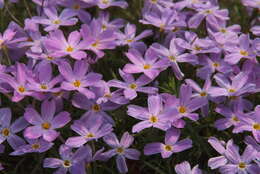 Imagem de Phlox sibirica L.