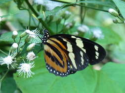 Image of Tiger Mimic-Queen