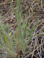 Image de Erigeron pumilus Nutt.