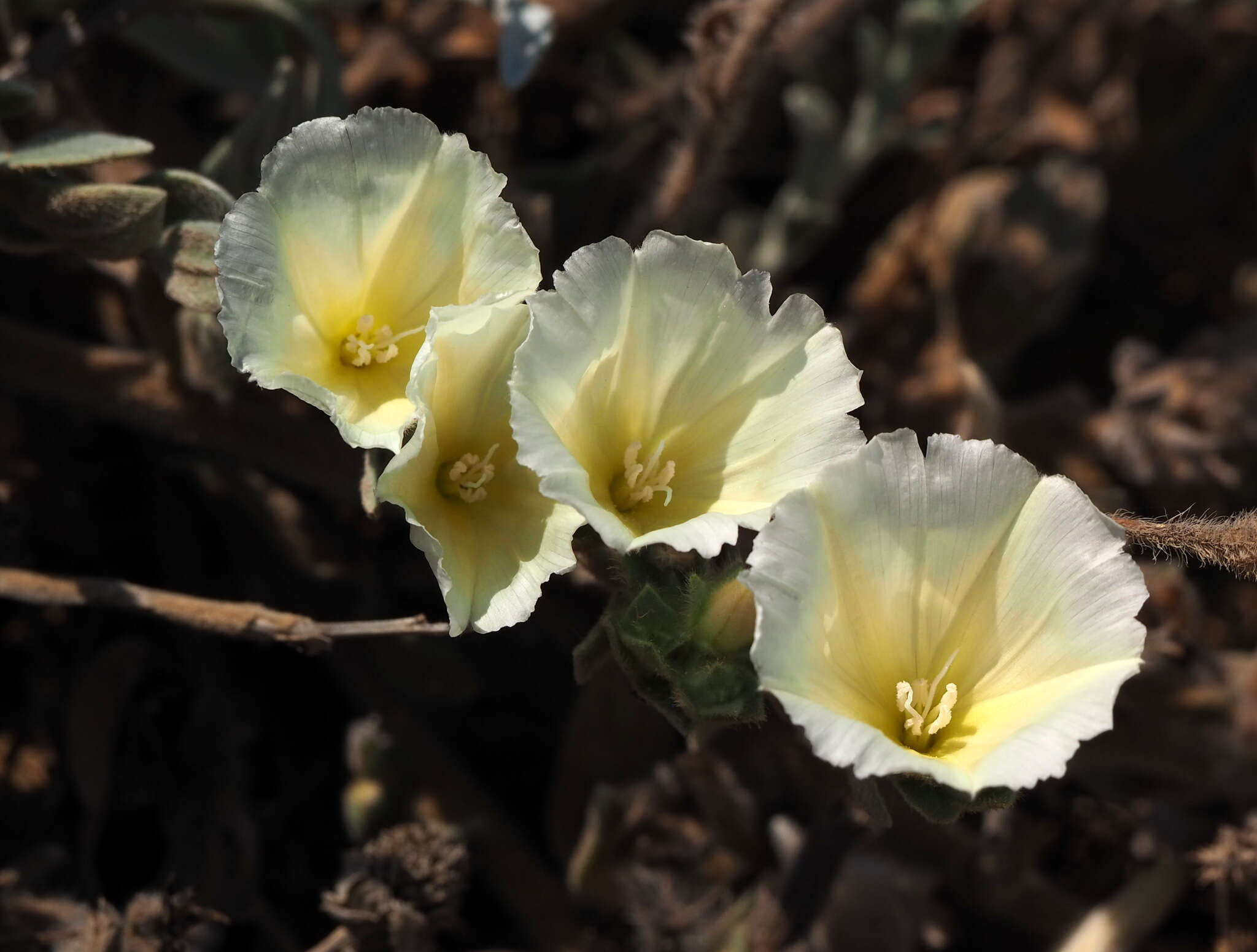 Image de Convolvulus secundus Desr.